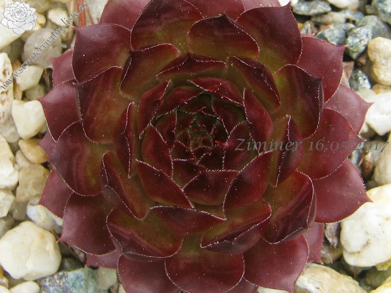 Purple Bronze