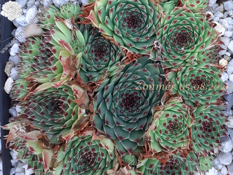 calcareum (spinifolium)