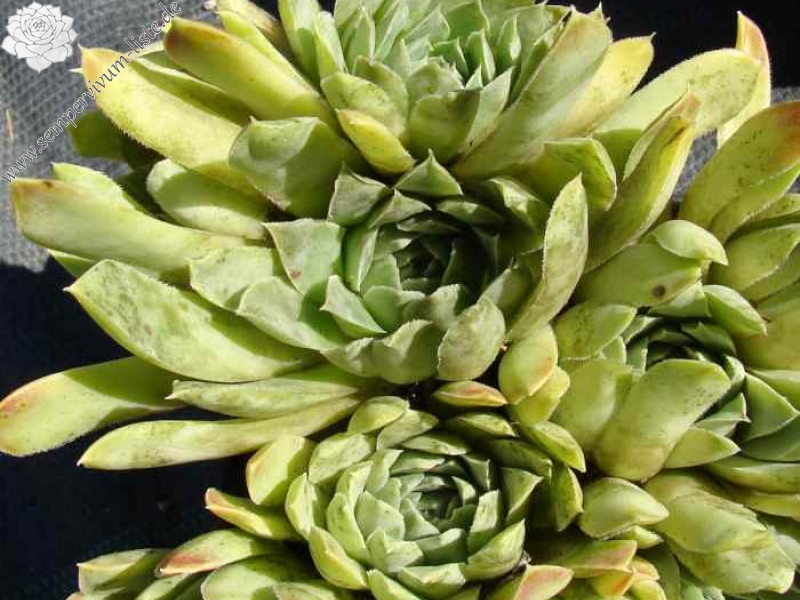 heuffelii from Naklo, Tara