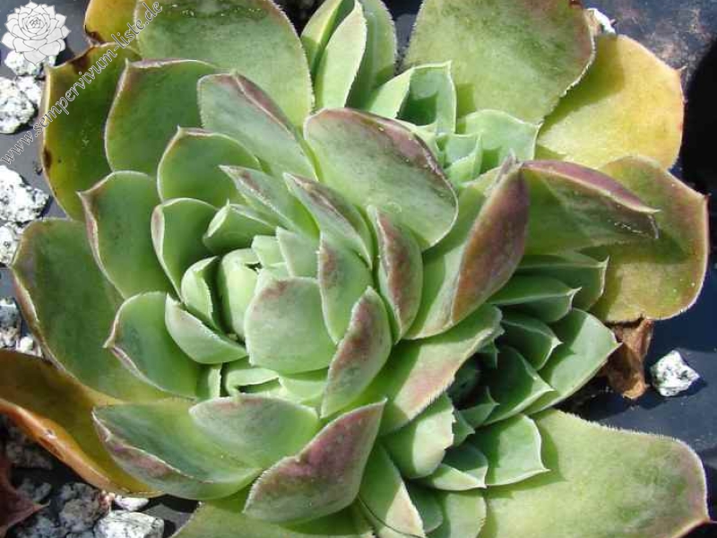 heuffelii (glabrum) from Koprivnik