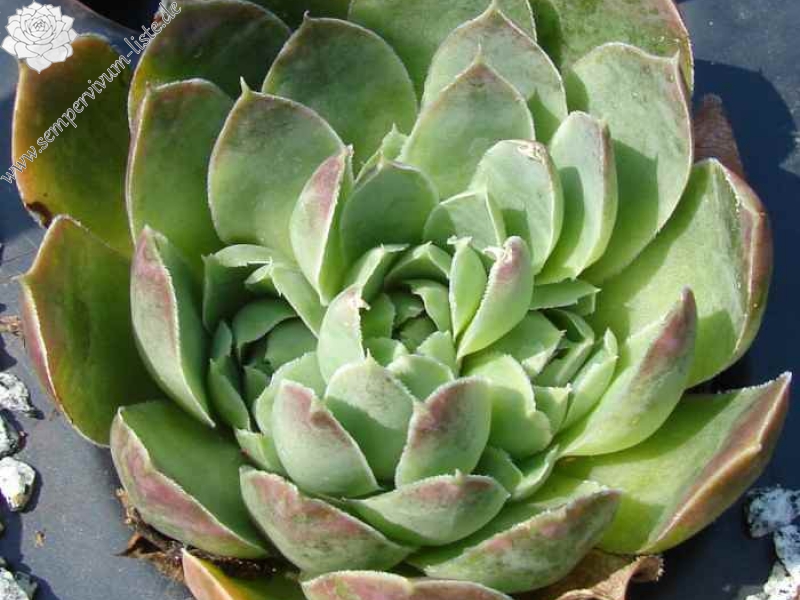 heuffelii (glabrum) from Koprivnik