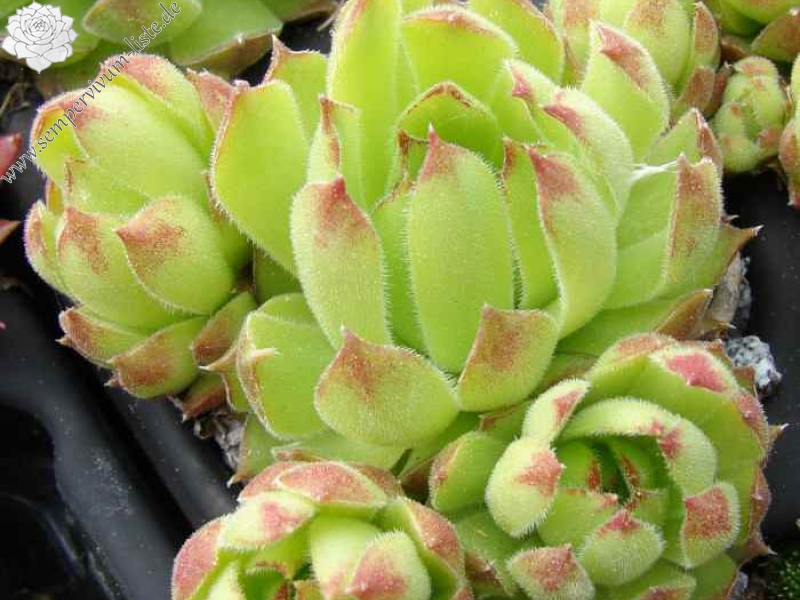 marmoreum ssp. matricum from Kamenica nad Hronom