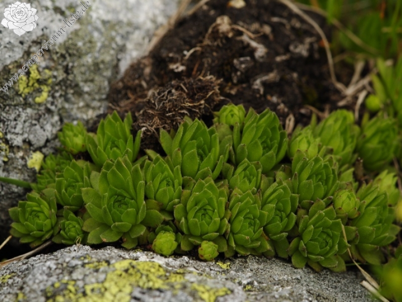 montanum ssp. carpathicum from Hincova kotlina