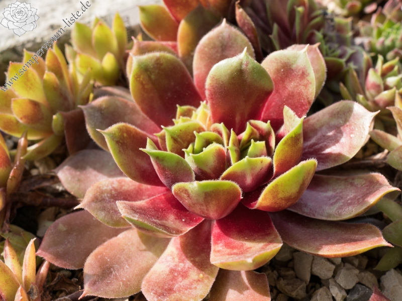 Alstergraffiti im Sommer