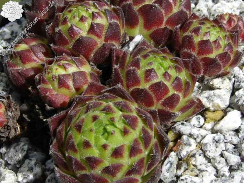 giuseppii from Pena Espigüete