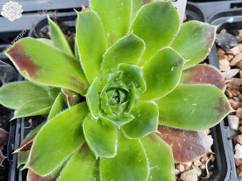 Fleur / Jovi