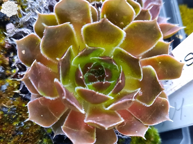 Korspelse Caresse / Jovi