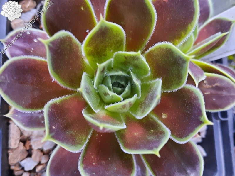 Korspelse Idaline / Jovi