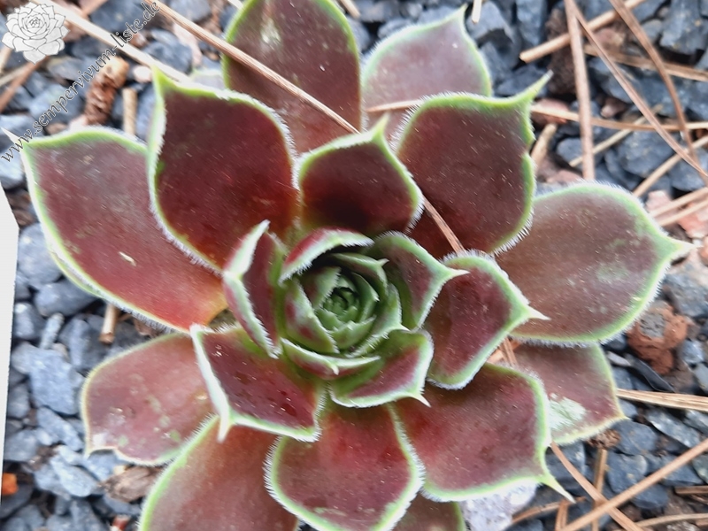 Parana-La Plata / Jovi