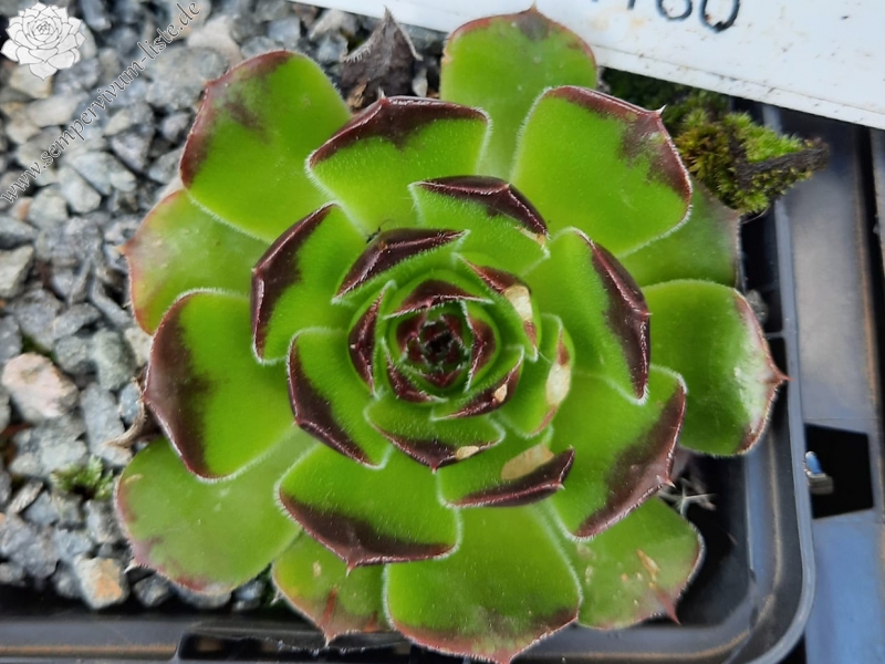 Korspelse Makarim