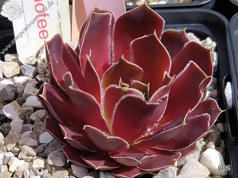 Korspelse Genofee / Jovi