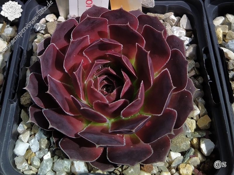 Korspelse Helonse / Jovi