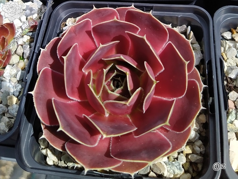 Korspelse Hjordis / Jovi