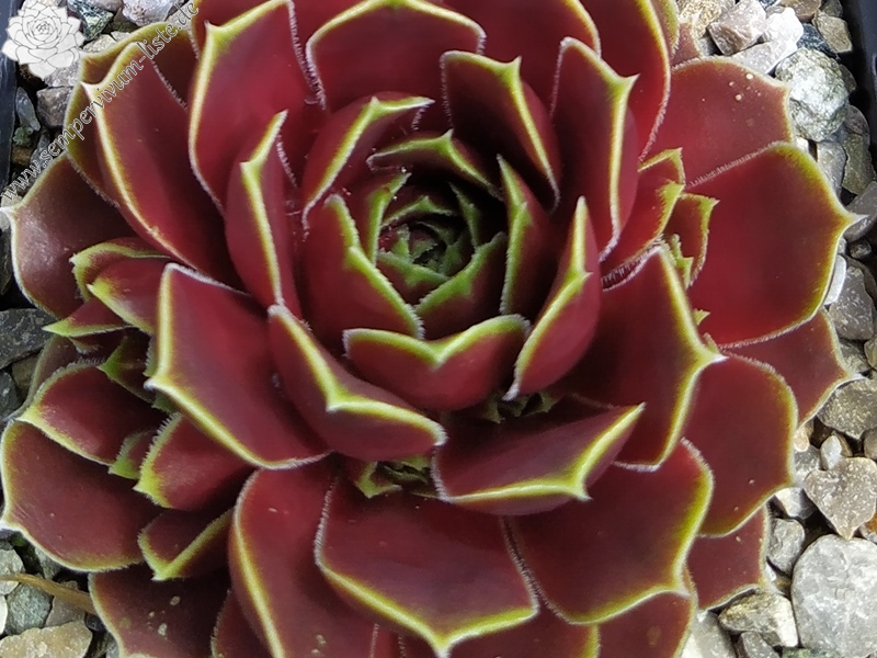 Korspelse Varsha / Jovi