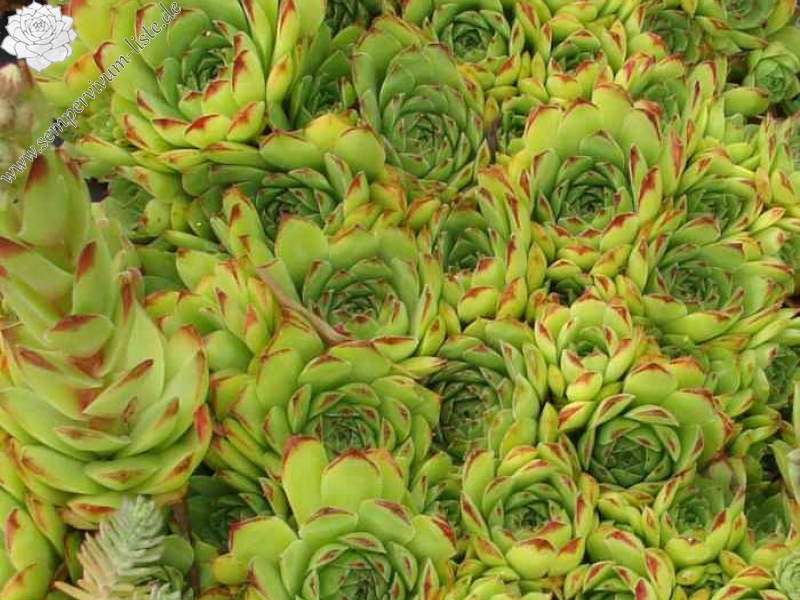 tectorum var. tectorum (boutignyanum) from Sant Joan de Caselles