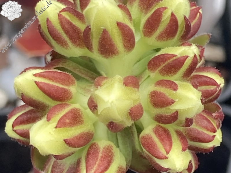 Blüte