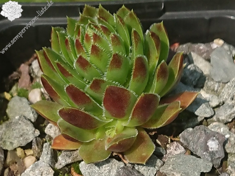 HH4