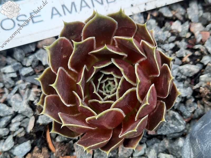 Rose-Amande / Jovi
