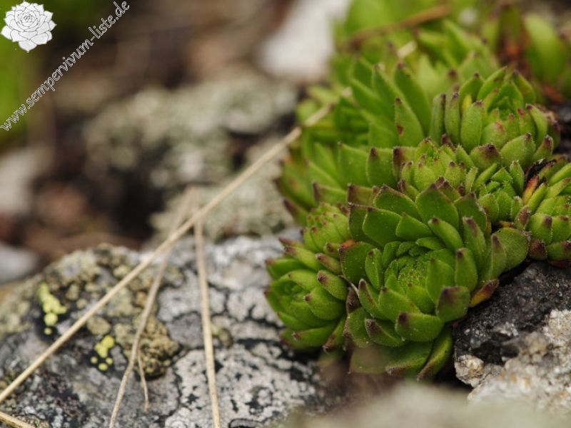 montanum ssp. carpathicum from Jakubina, Gipfel