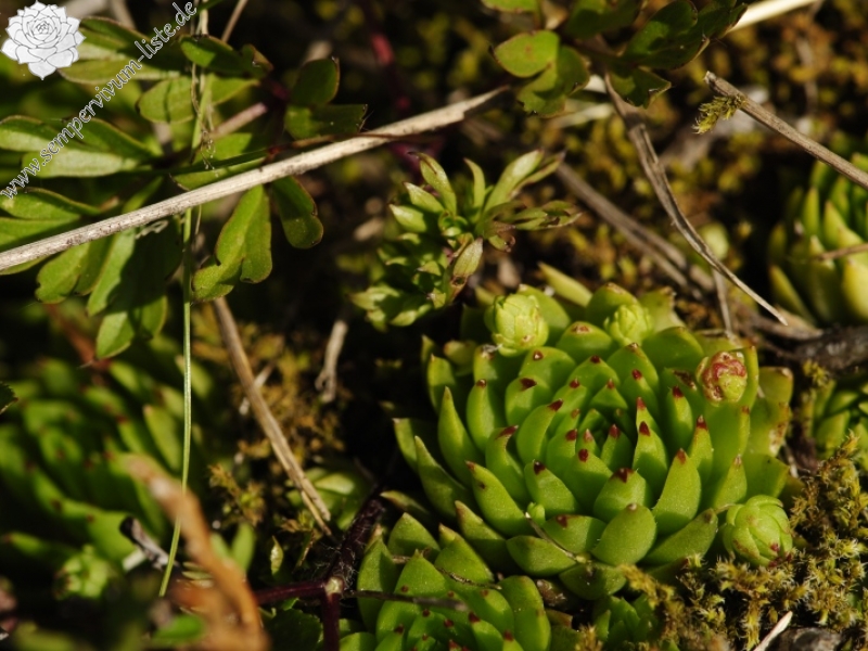 globiferum ssp. hirtum (preissianum) from Široká, S Abhang