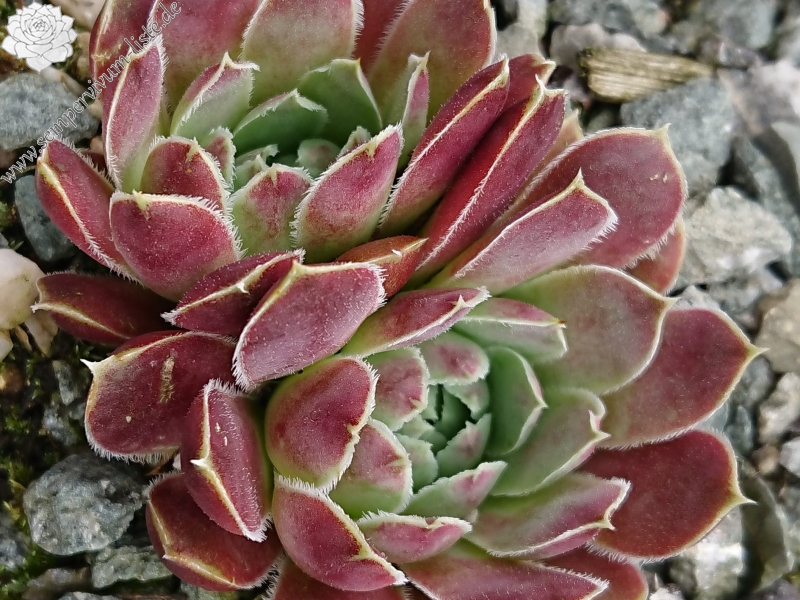 Lacerta