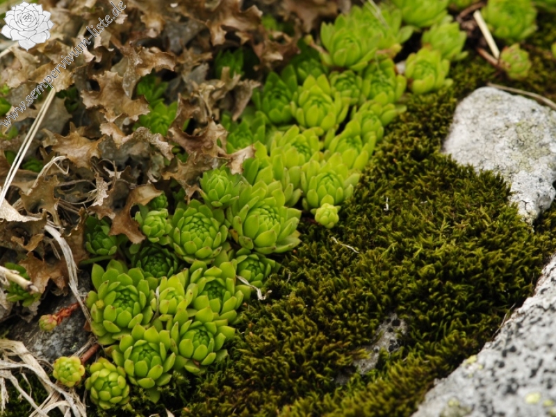montanum ssp. carpathicum from Parichvost 