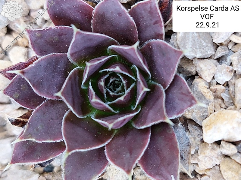 Korspelse Carda / Jovi