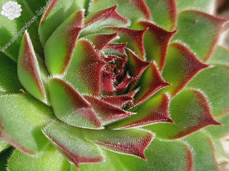 Salina