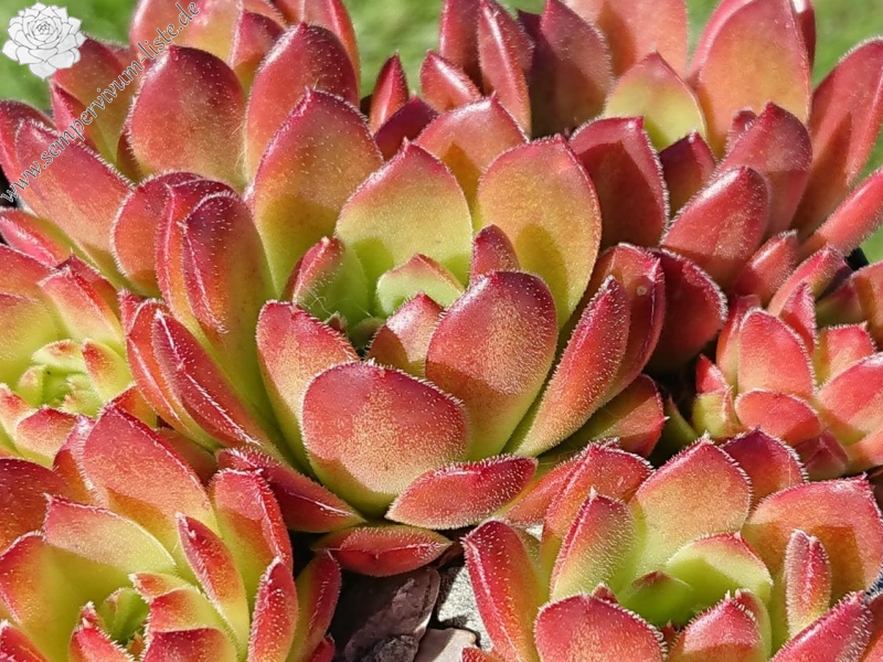 Flammenmeer