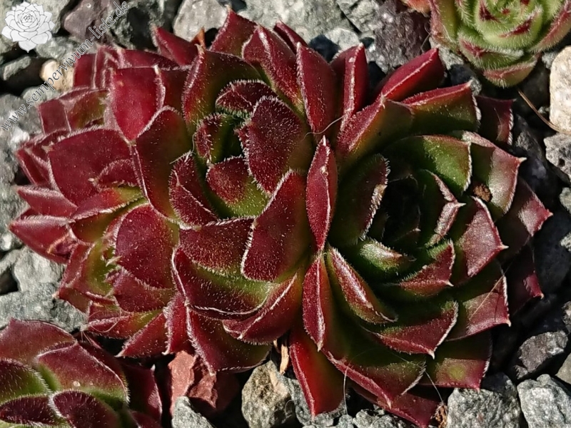 Flammenmeer