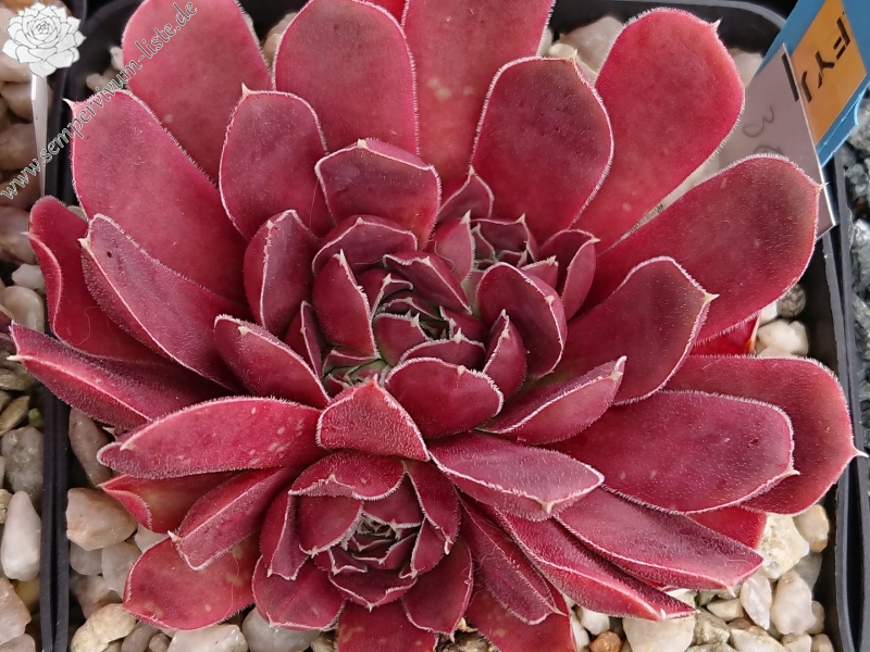 Fyjiyama