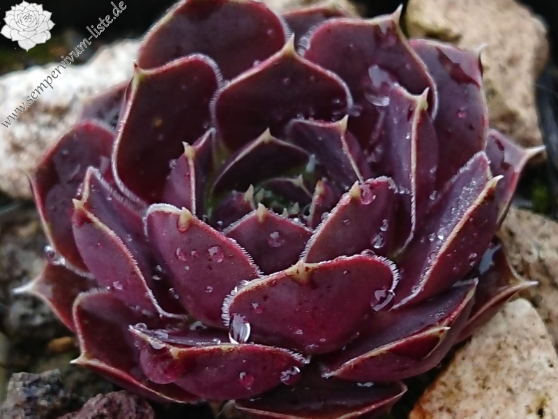 Oliva