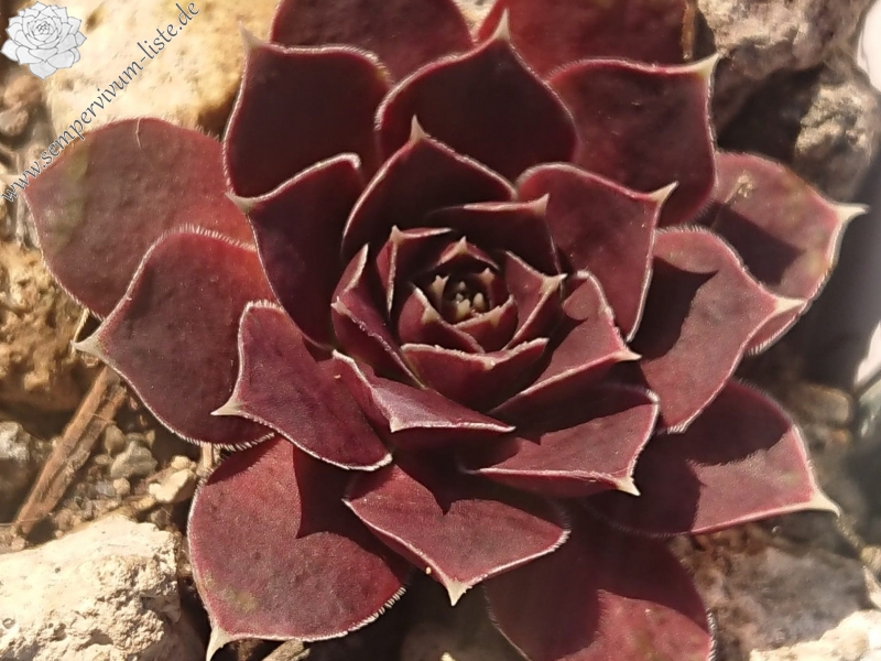Oliva
