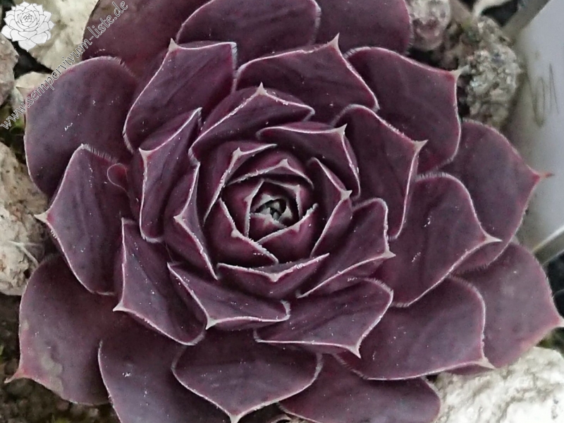 Oliva