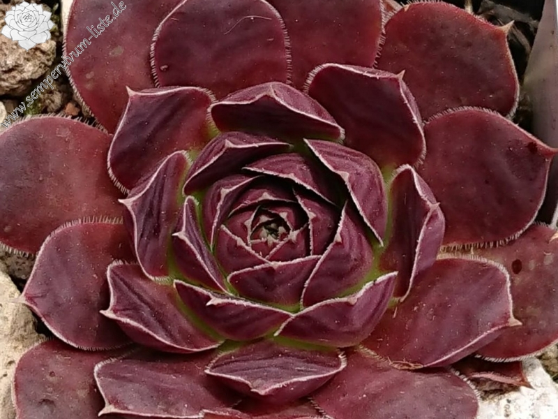 Oliva