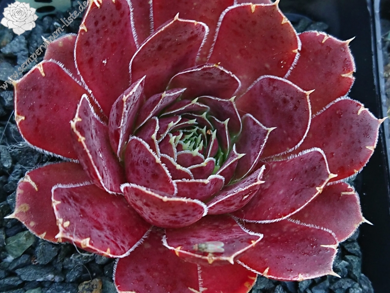 Tarogato