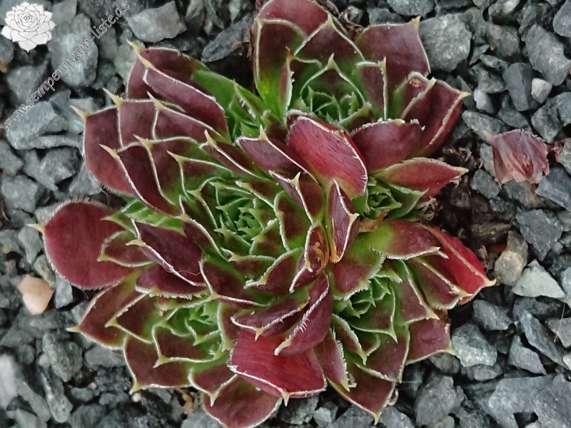 Tarogato
