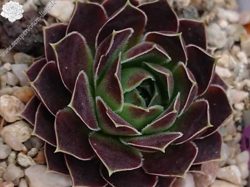 Vittoria