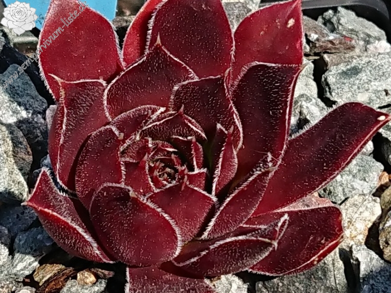 Zigeumblut