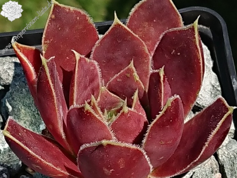 Zonnekind