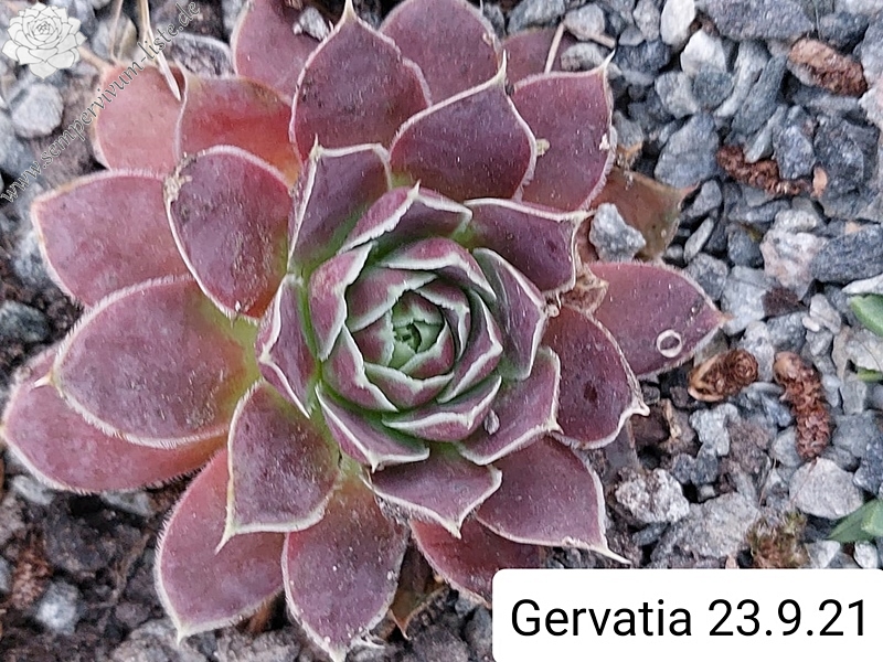 Gervatia / Jovi