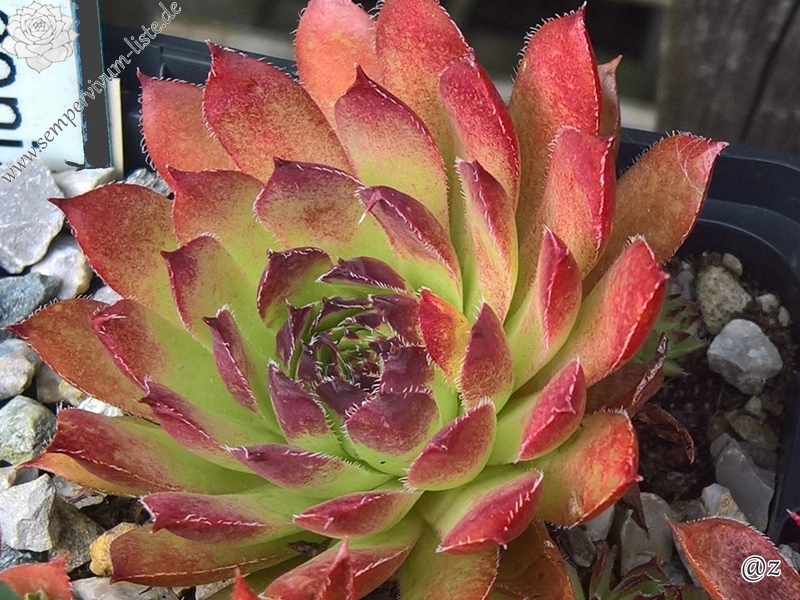 Pacific Phoenix Fire