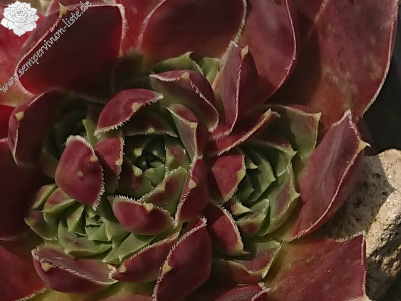 Green Excellency 