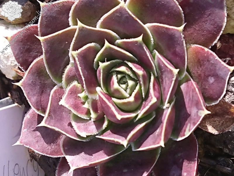Green Excellency 