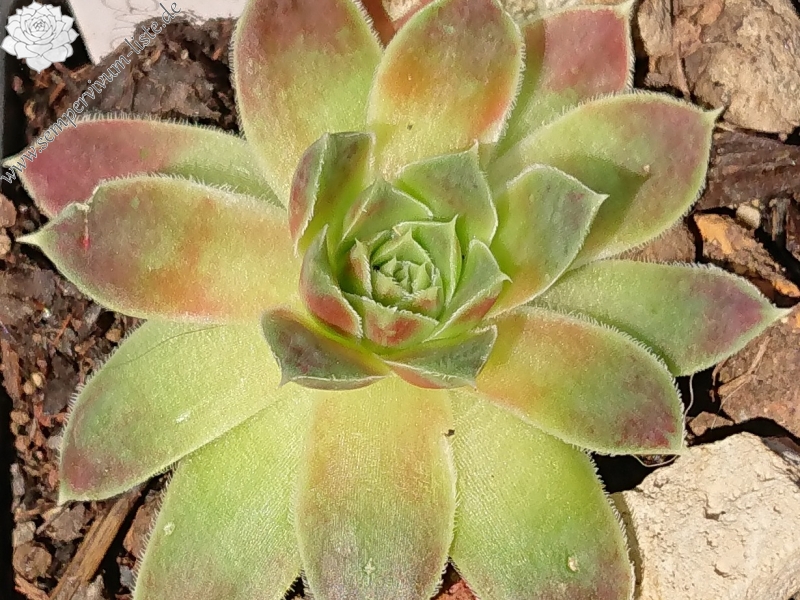 Green Excellency 