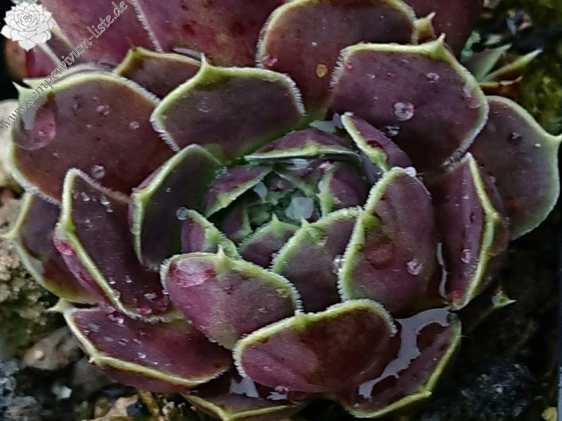 Guletta