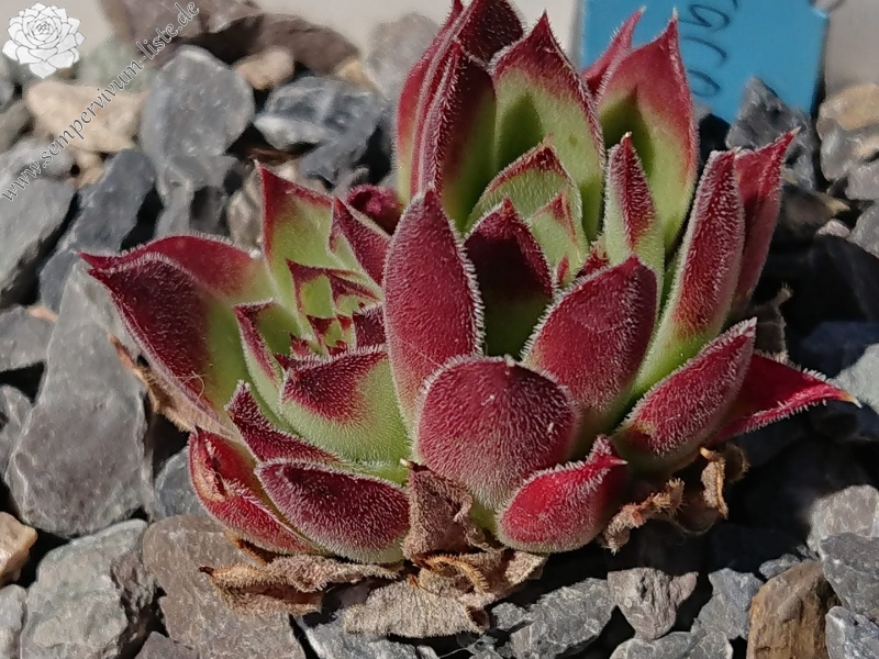 Jacomyno