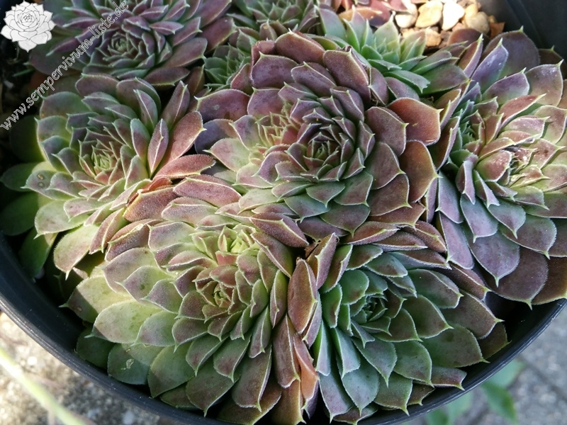 Glowing Light / Jovi