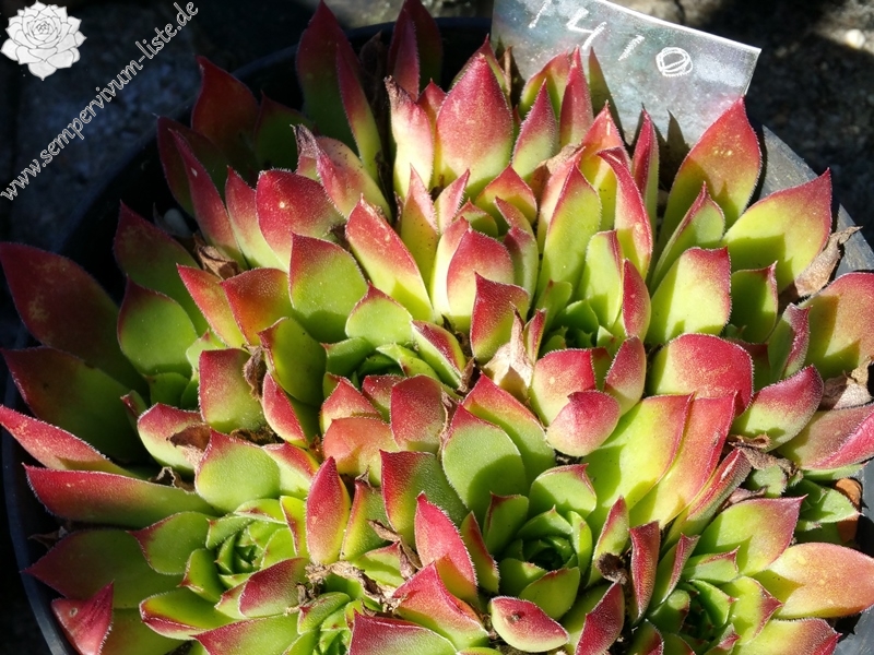 Henry Correvon / Jovi