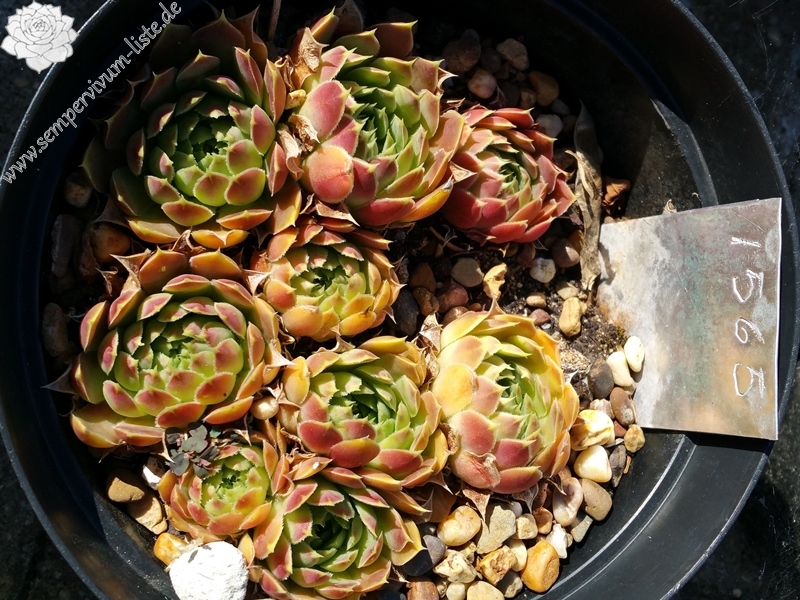 Liliane St. Pierre / Jovi